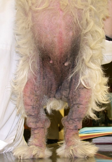 Hauttierarzt und Tierdermatologie Basel_Allergie vorher